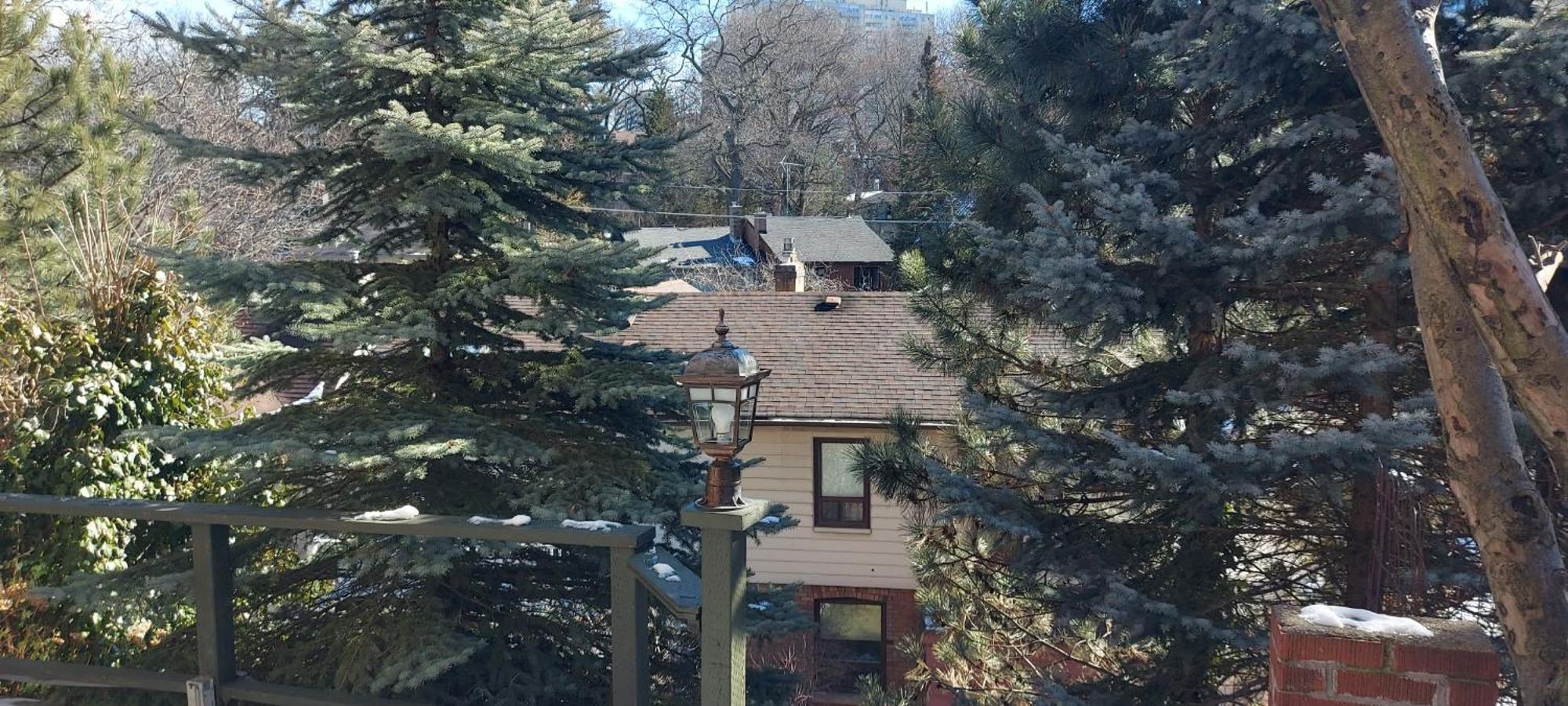 High Park Single Room With Personal Washroom And Kitchen Toronto Eksteriør bilde